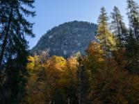 Sonnenstrahlen auf herbstlichen Baumspitzen
